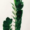 Zamioculcas Zamiifolia "M" - Image 3