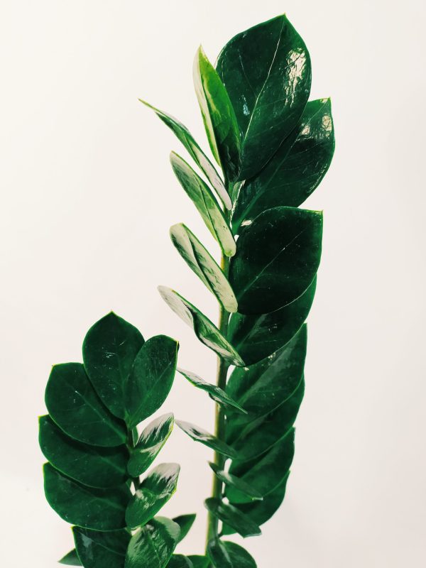 Zamioculcas Zamiifolia "M" - Image 3
