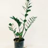 Zamioculcas Zamiifolia "M" - Image 5