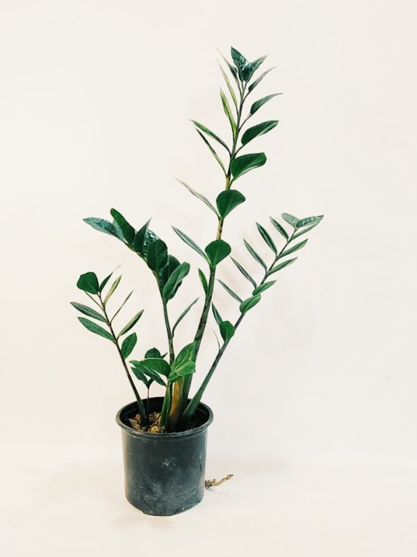 Zamioculcas Zamiifolia "M" - Image 5