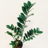 Zamioculcas Zamiifolia "M" - Image 4