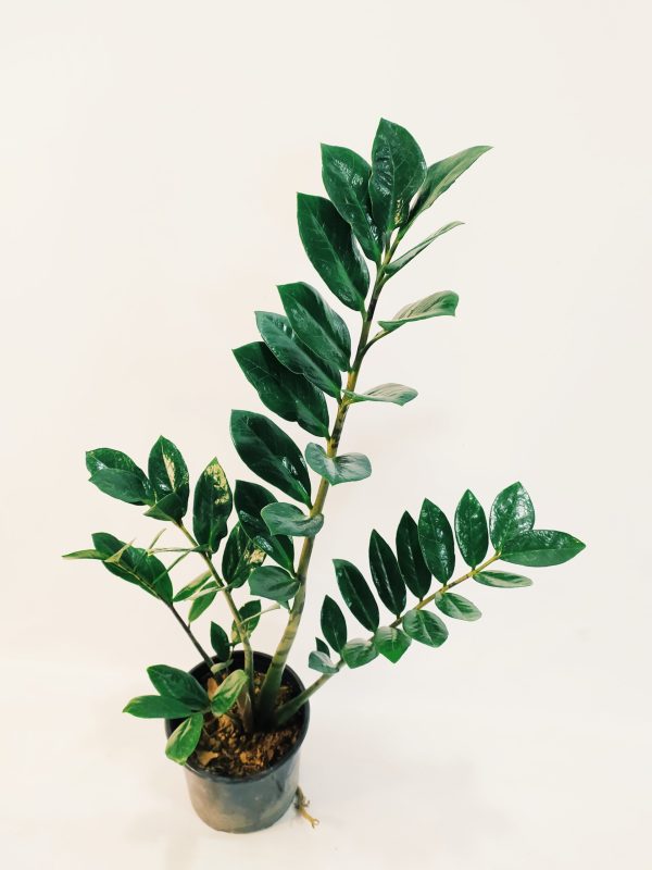 Zamioculcas Zamiifolia "M" - Image 4