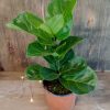 Ficus Lyrata Baby" - Image 2