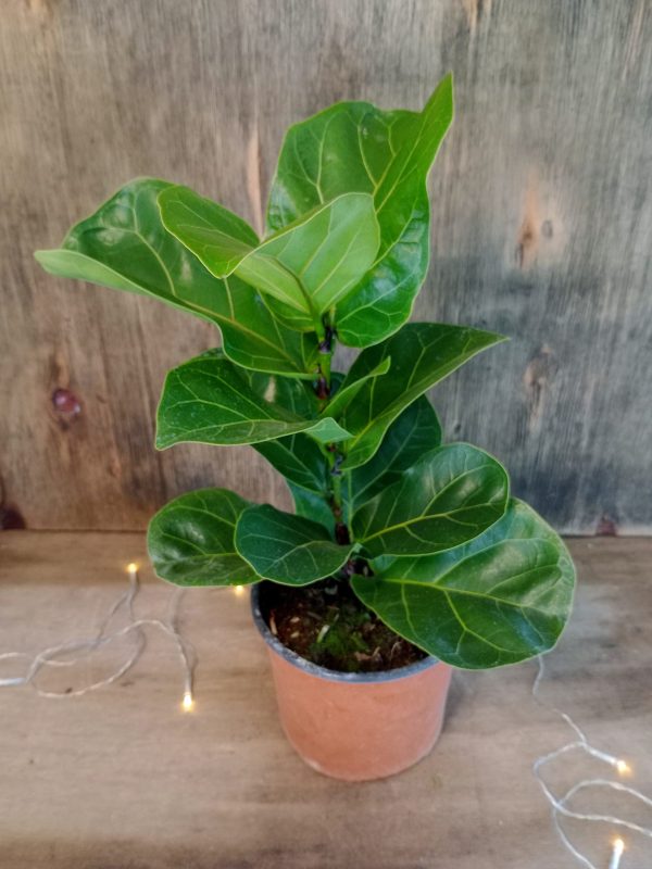 Ficus Lyrata Baby" - Image 2