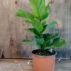 Ficus Lyrata Baby" - Image 3