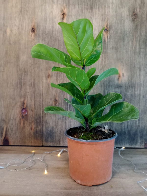 Ficus Lyrata Baby" - Image 3