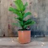 Ficus Lyrata Baby" - Image 4