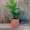Ficus Lyrata Baby" - Image 4