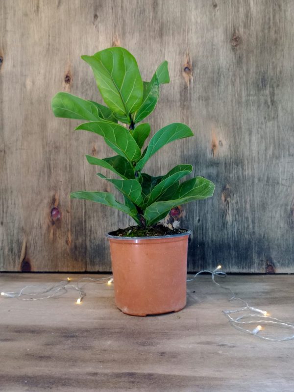 Ficus Lyrata Baby" - Image 4