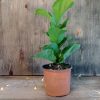 Ficus Lyrata Baby" - Image 5