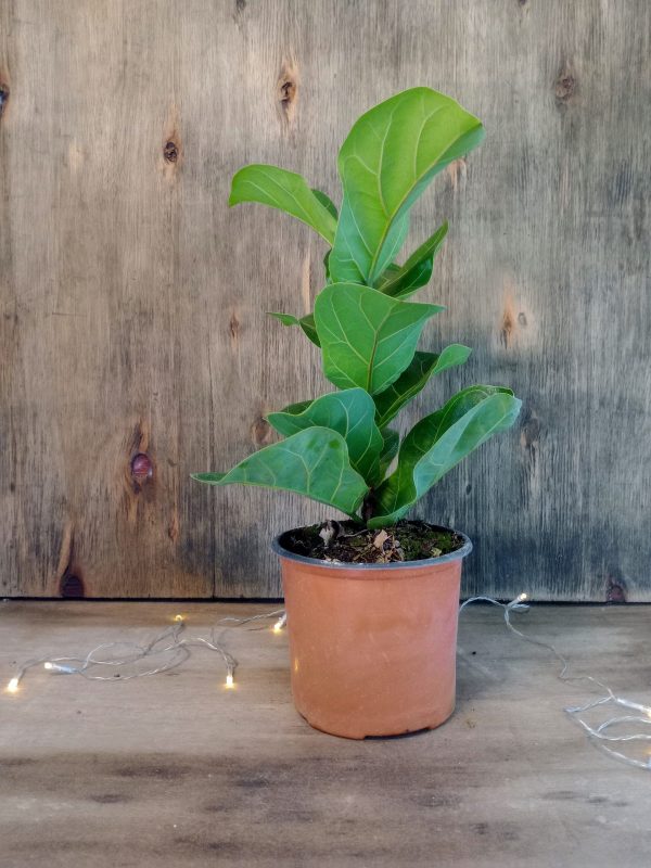 Ficus Lyrata Baby" - Image 5