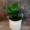 Ficus Lyrata Baby" - Image 6