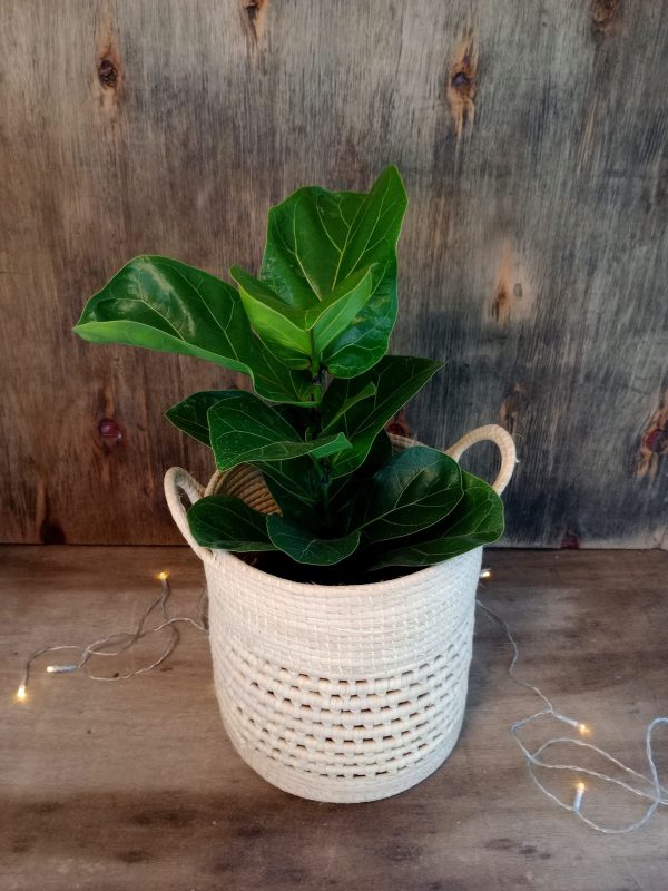 Ficus Lyrata Baby" - Image 6