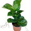 Ficus Lyrata Baby"