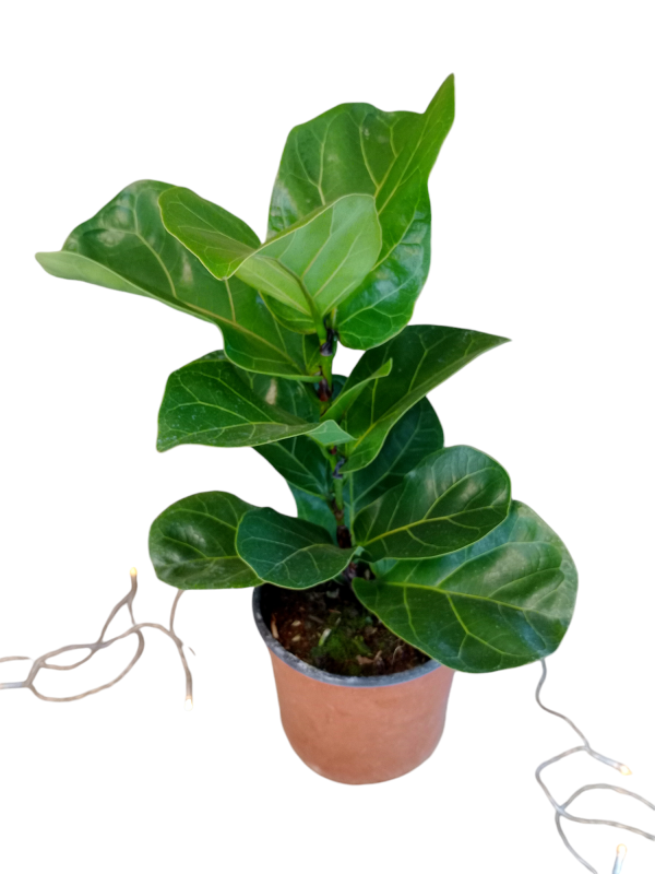 Ficus Lyrata Baby"