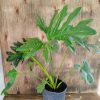 Philodendron Guembe Mediano
