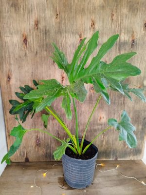 Philodendron Guembe Mediano