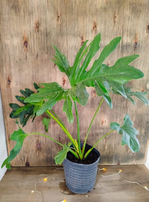 Philodendron Guembe Mediano