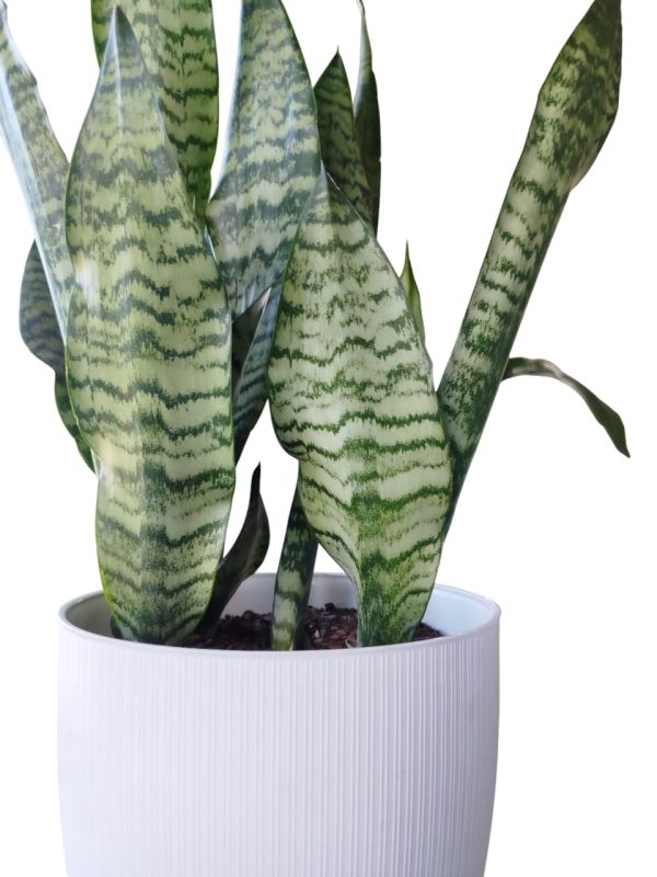 ¡El toque moderno y minimalista que tu hogar necesita con la Sansevieria Zeylanica Premium! 🌿💚 - Image 2