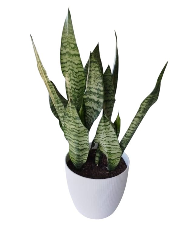 ¡El toque moderno y minimalista que tu hogar necesita con la Sansevieria Zeylanica Premium! 🌿💚 - Image 3