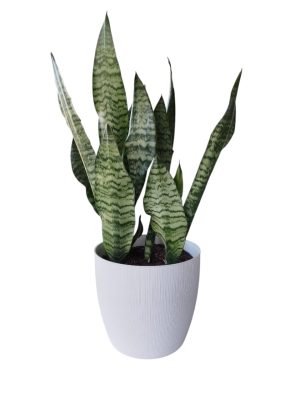 ¡El toque moderno y minimalista que tu hogar necesita con la Sansevieria Premium! 🌿💚