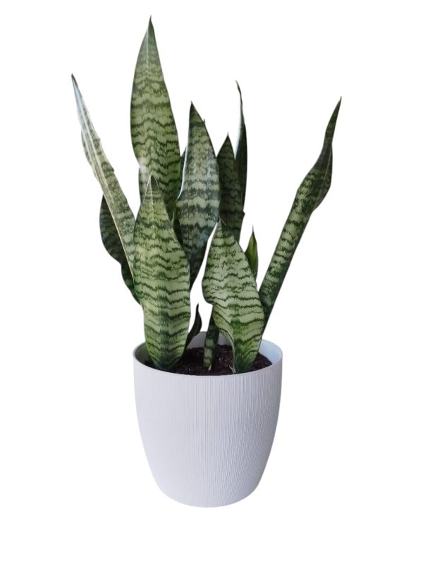 ¡El toque moderno y minimalista que tu hogar necesita con la Sansevieria Zeylanica Premium! 🌿💚