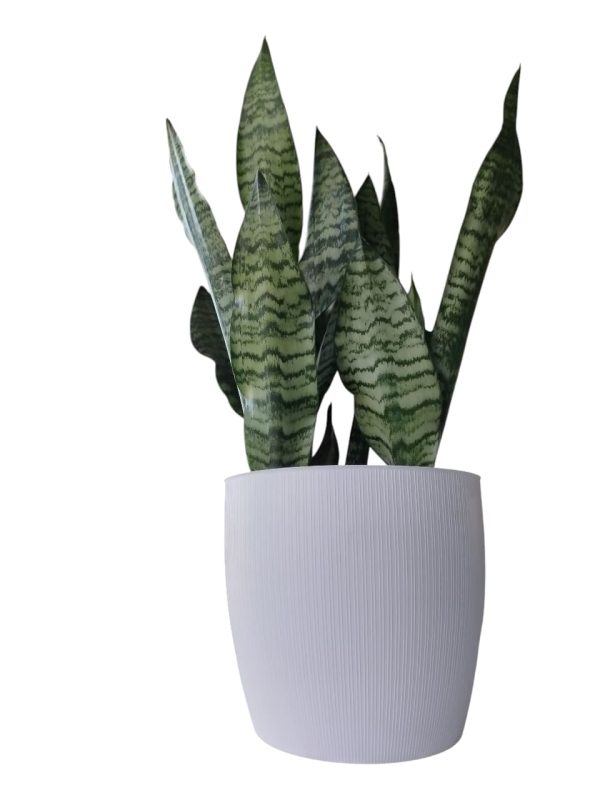 ¡El toque moderno y minimalista que tu hogar necesita con la Sansevieria Zeylanica Premium! 🌿💚 - Image 5