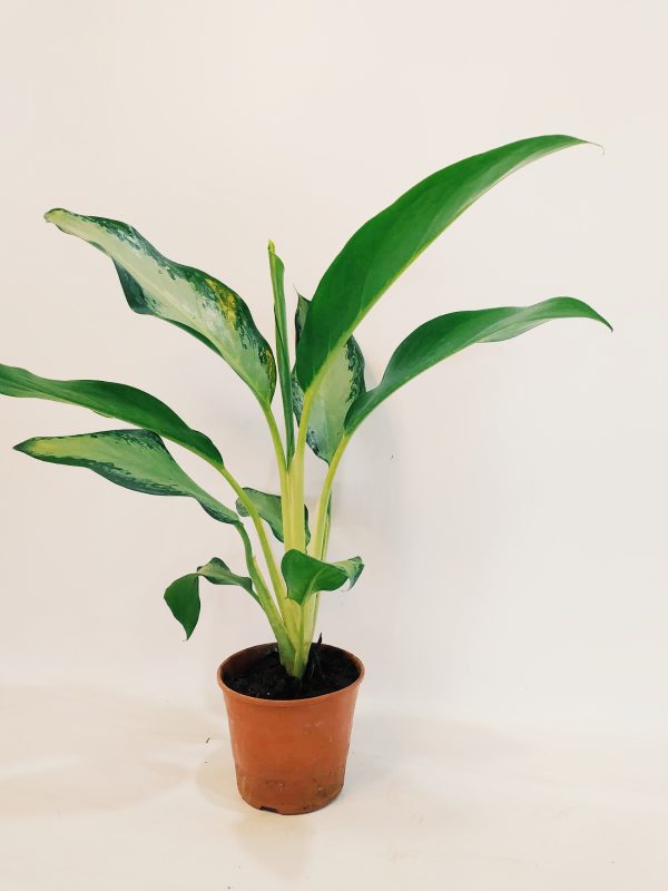 Aglaonema Silver Queen - Image 5