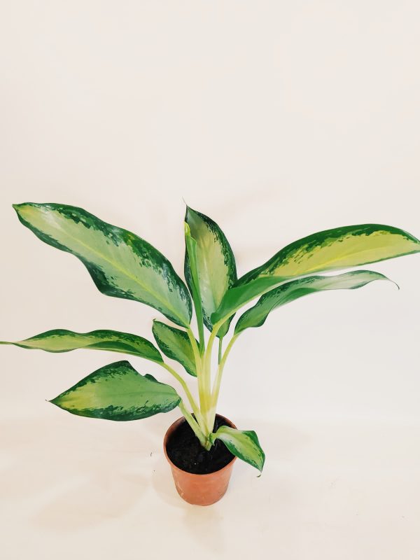 Aglaonema Silver Queen - Image 4