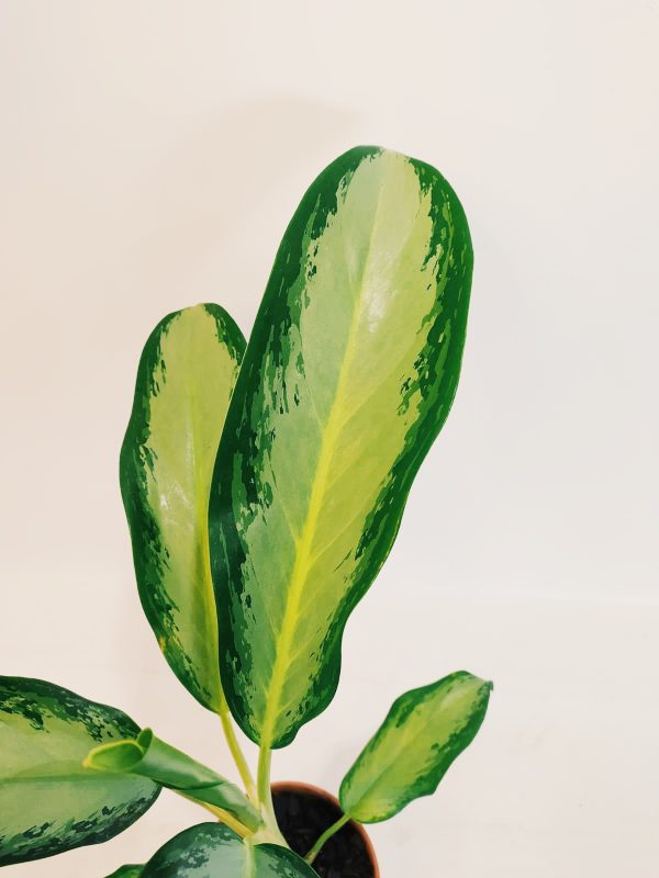 Aglaonema Silver Queen - Image 3