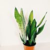 Sansevieria Moonshine Mediana - Image 3