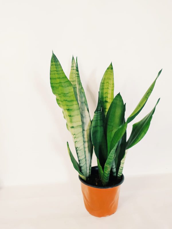Sansevieria Moonshine Mediana - Image 3