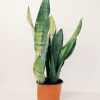 Sansevieria Moonshine Mediana - Image 2