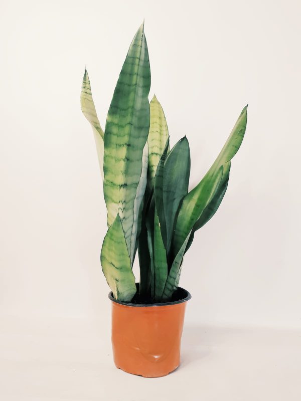 Sansevieria Moonshine Mediana - Image 2