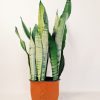 Sansevieria Moonshine Mediana