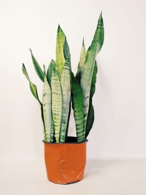 Sansevieria Moonshine Mediana