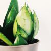 Sansevieria Hahnii Silver Starlight Chica - Image 2