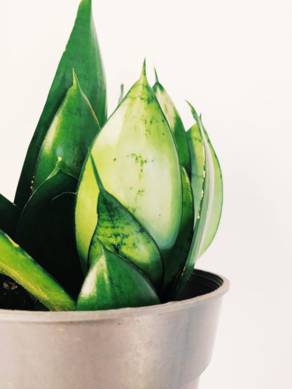 Sansevieria Hahnii Silver Starlight Chica - Image 2
