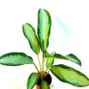 Aglaonema Silver Queen