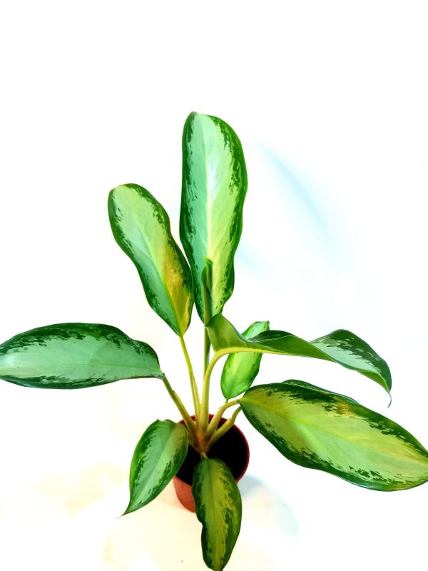 Aglaonema Silver Queen