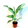 Aglaonema Silver Queen - Image 2
