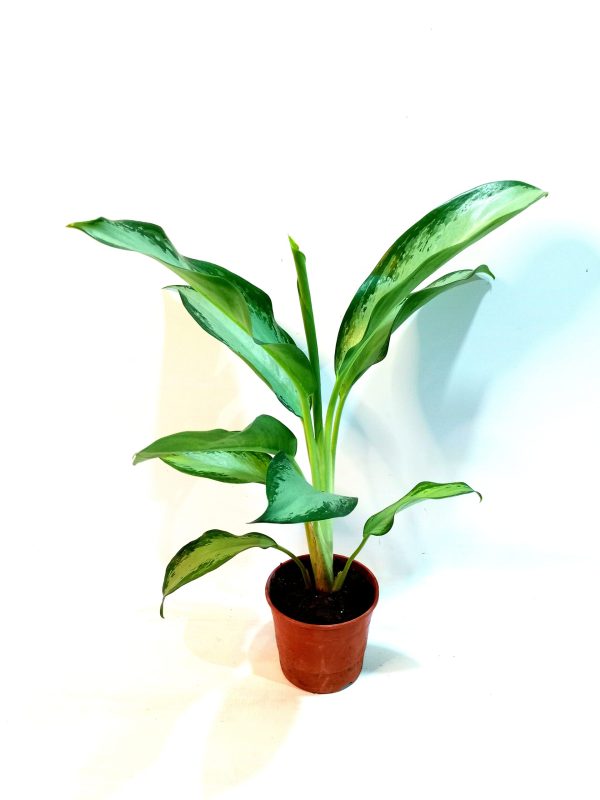Aglaonema Silver Queen - Image 2