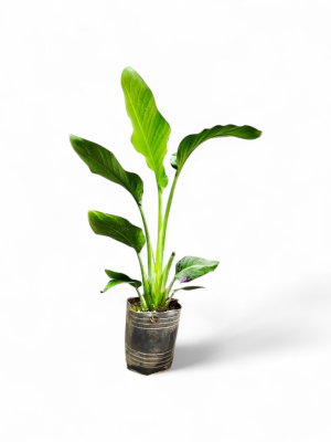 STRELITZIA NICOLAI CHICA: BELLEZA Y SALUD