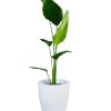 STRELITZIA NICOLAI CHICA: BELLEZA Y SALUD - Image 4