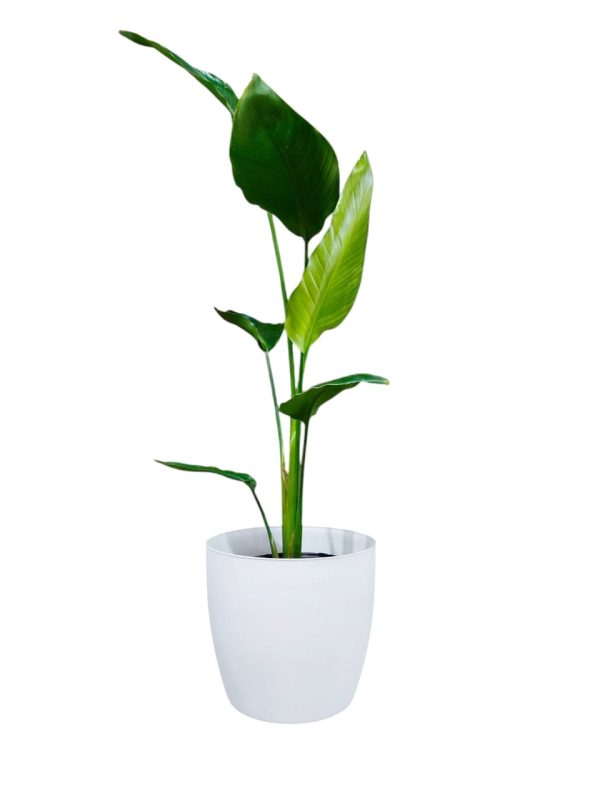 STRELITZIA NICOLAI CHICA: BELLEZA Y SALUD - Image 4