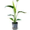 STRELITZIA NICOLAI CHICA: BELLEZA Y SALUD