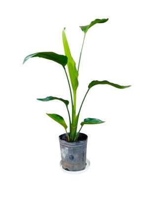 STRELITZIA NICOLAI CHICA: BELLEZA Y SALUD