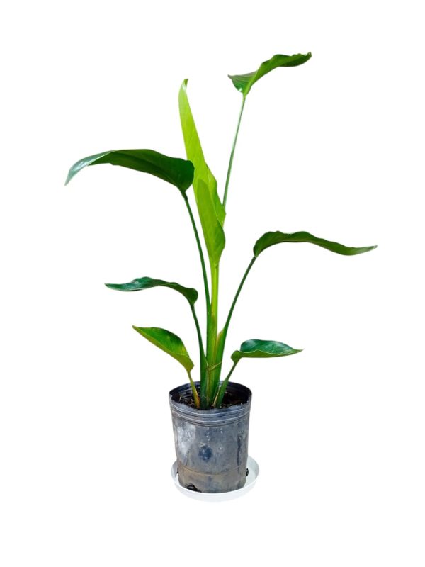 STRELITZIA NICOLAI CHICA: BELLEZA Y SALUD