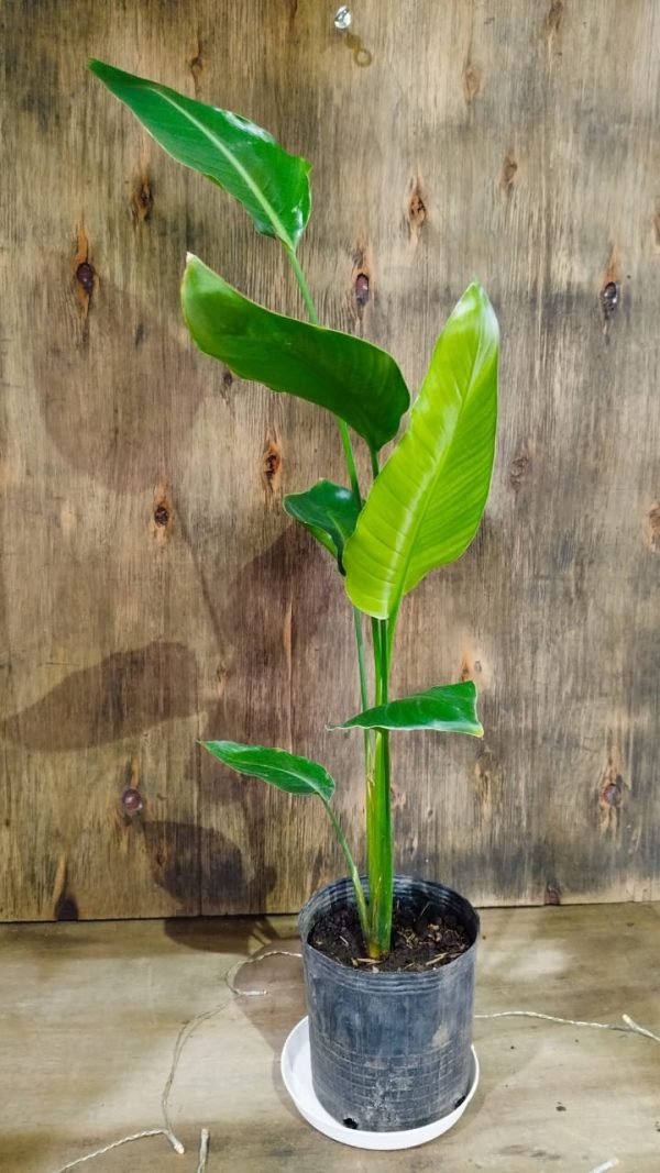 STRELITZIA NICOLAI CHICA: BELLEZA Y SALUD - Image 3