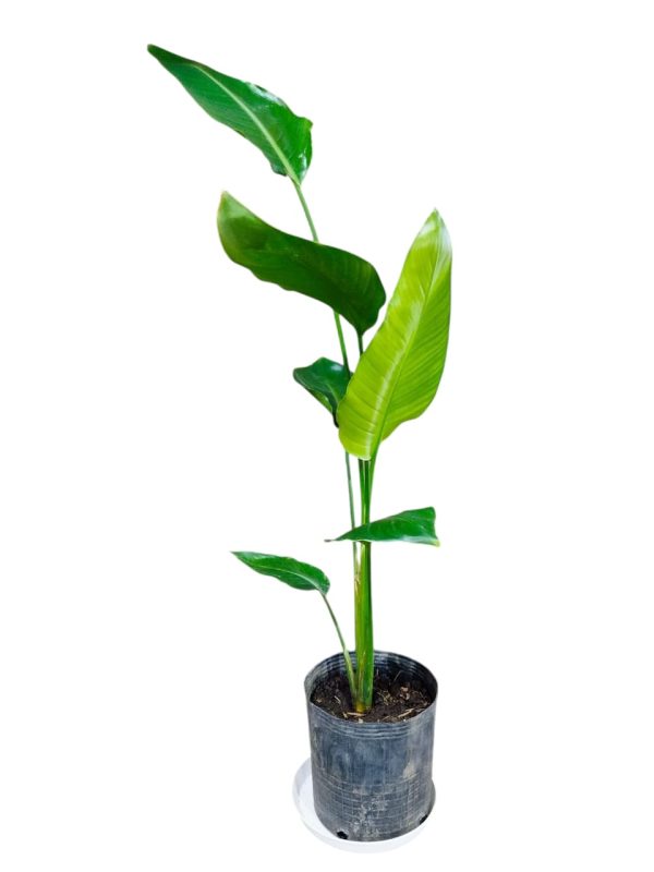 STRELITZIA NICOLAI CHICA: BELLEZA Y SALUD - Image 2